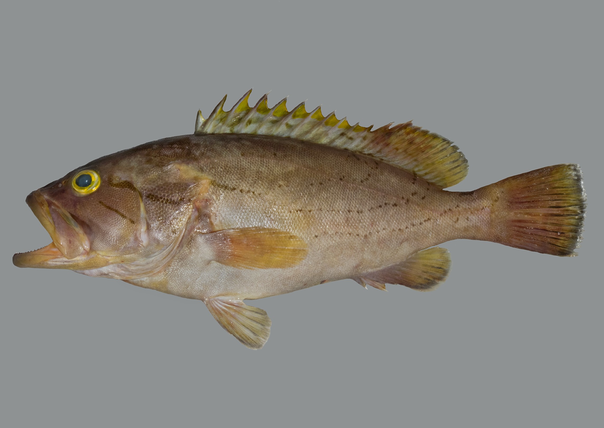 Epinephelus poecilonotus, 32.5 cm SL, Socotra Archipelago: Abd al-Kuri Island; S.V. Bogorodsky & U. Zajonz